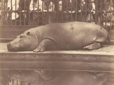 The Hippopotamus at the Zoological Gardens, Regents Park by Count de Montizon